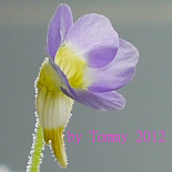 Pumila_Purple Throat_Purple Flower_01.jpg