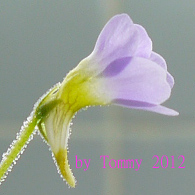 Pumila_Purple Throat_Purple Flower_02.jpg