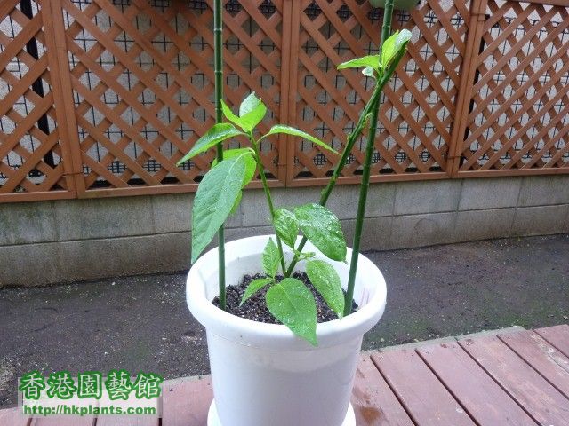 179days days Thailand pepper(辣椒)06 (640x480).jpg