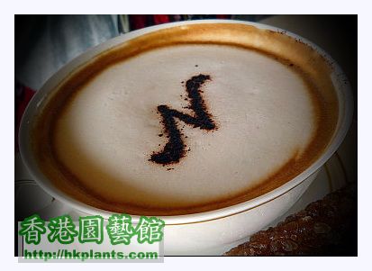 N Coffee-1.jpg