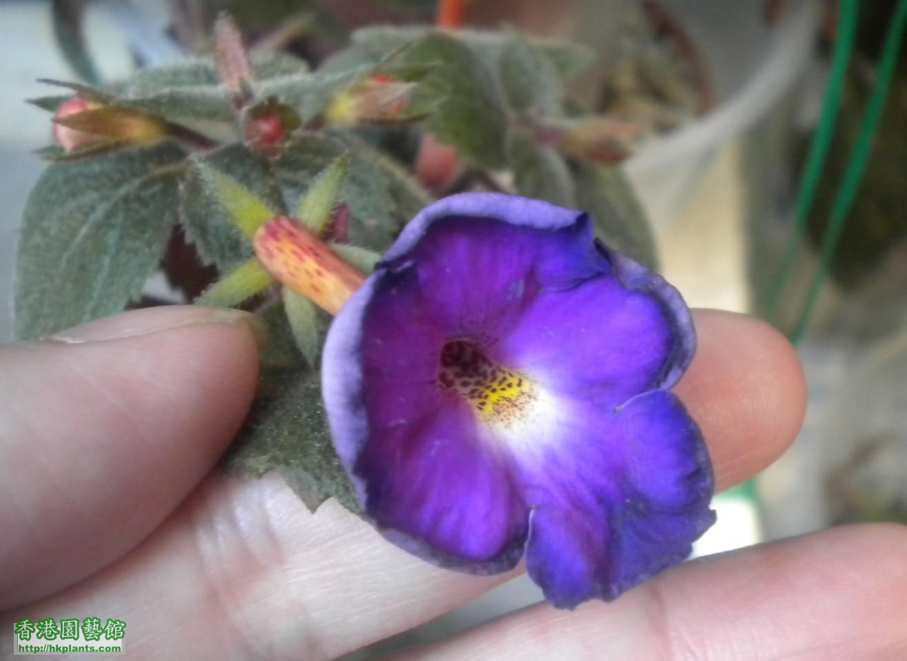 Achimenes hybrid fm NB_01.JPG