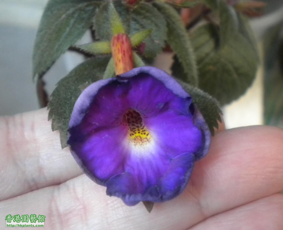 Achimenes hybrid fm NB.JPG