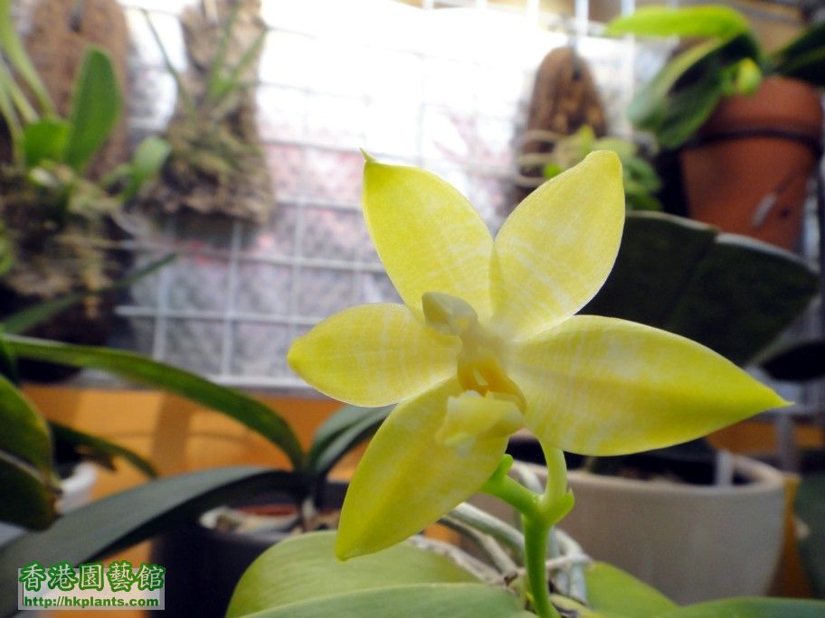 Phalaenopsis amboinensis x Phal. bellina var. alba -d 22 Oct 2012.jpg