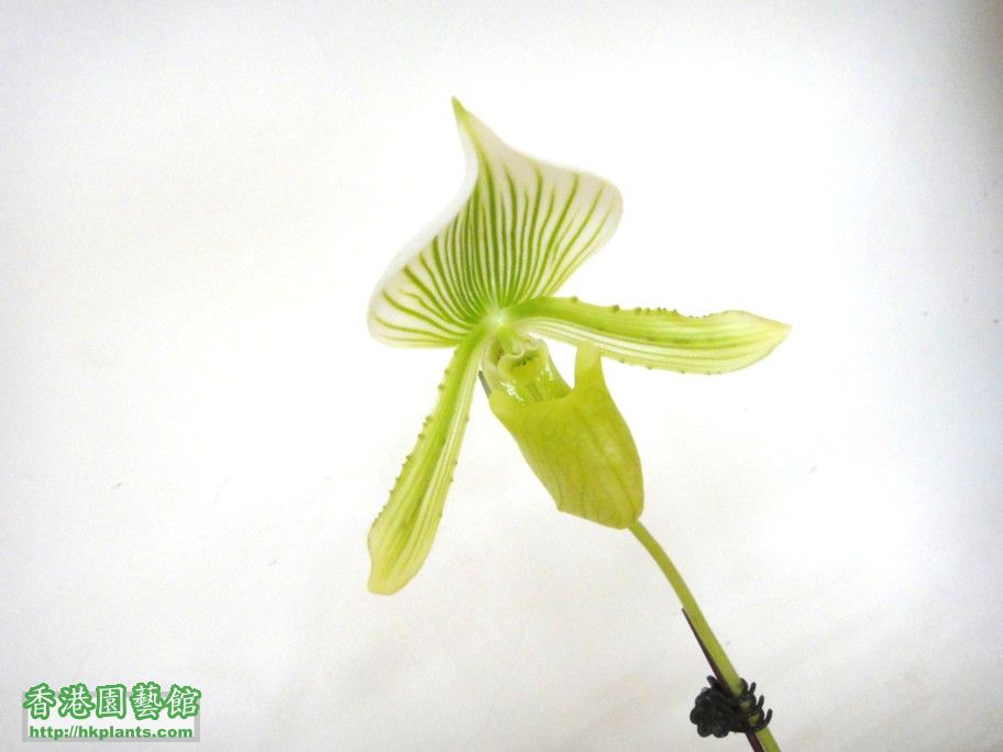 Paphiopedilum Aima Gevart -c 22 Oct 2012.jpg