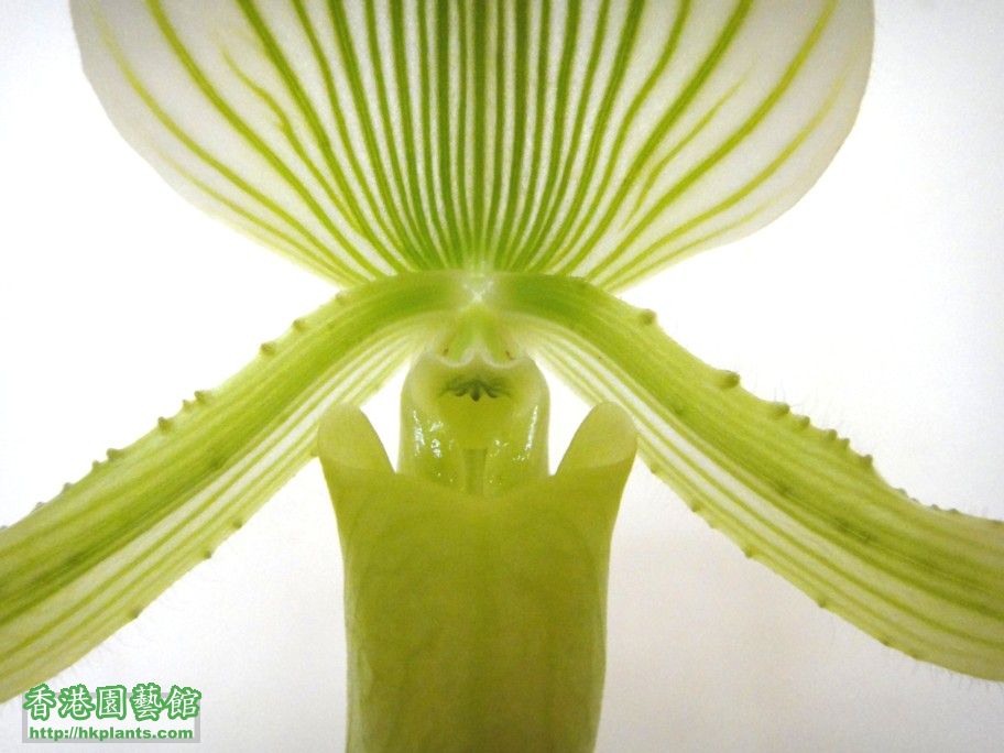 Paphiopedilum Aima Gevart -d 22 Oct 2012.jpg