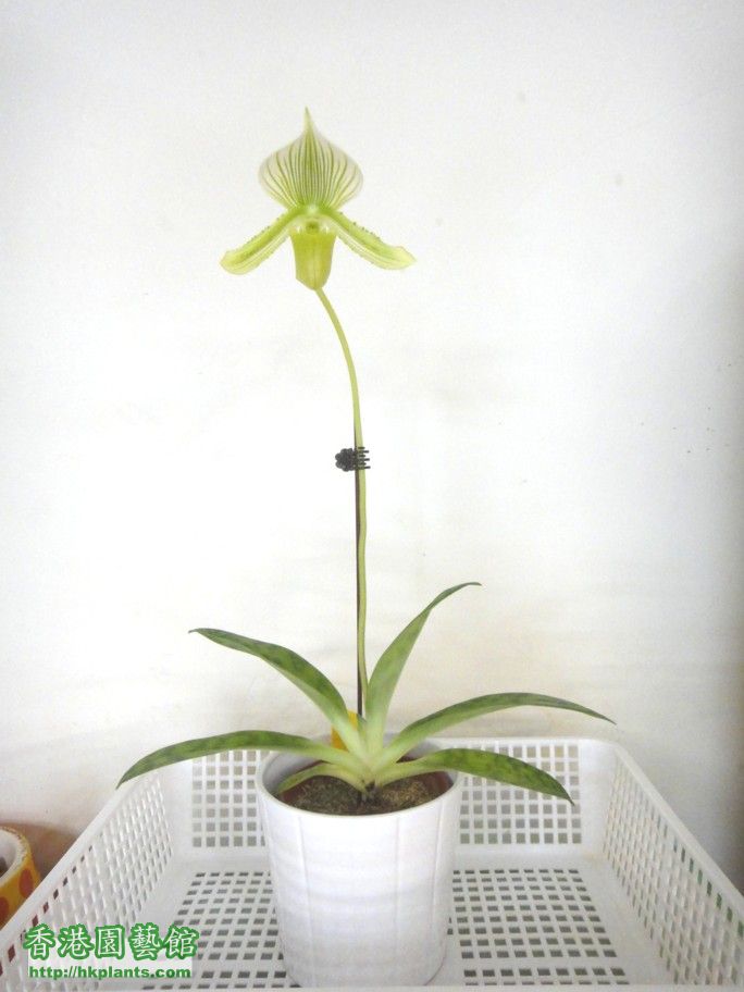 Paphiopedilum Aima Gevart -f 22 Oct 2012.jpg