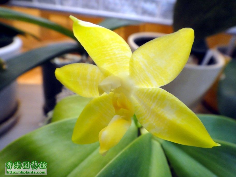 Phalaenopsis amboinensis x Phal. bellina var. alba -b 22 Oct 2012.jpg