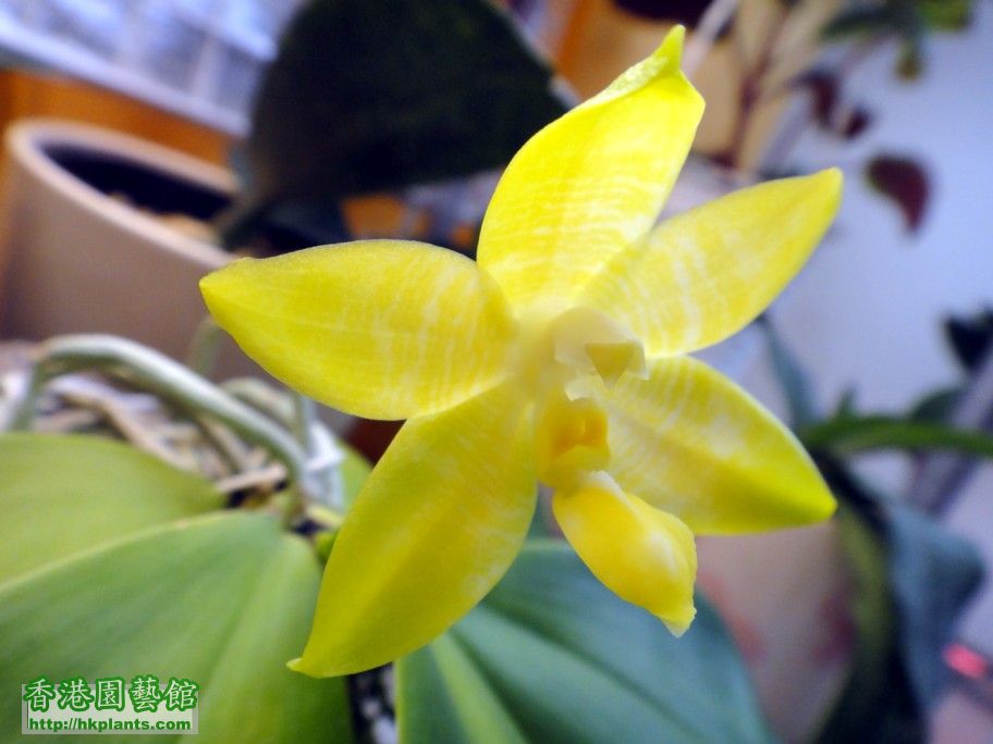 Phalaenopsis amboinensis x Phal. bellina var. alba -c 22 Oct 2012.jpg