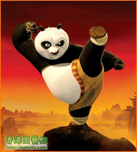 Kung-Fu-panda.jpg