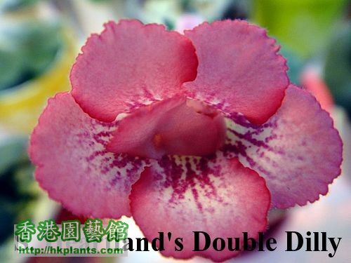 S. Heartland\\\'s Double Dilly.jpg