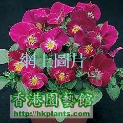 viola hybrida 網上圖片 (2).jpg