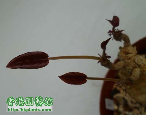 Euphorbia labatii C red leaf 紅葉拉巴提01b