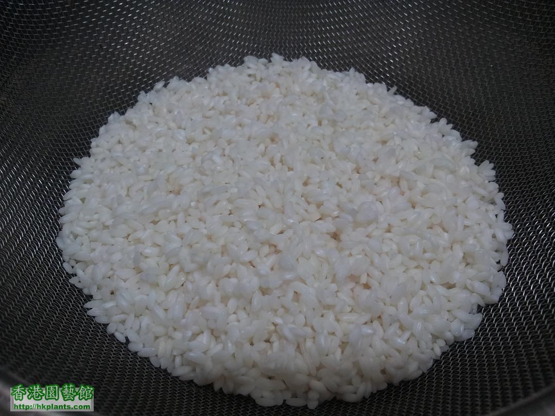 日本米用清水浸一小時