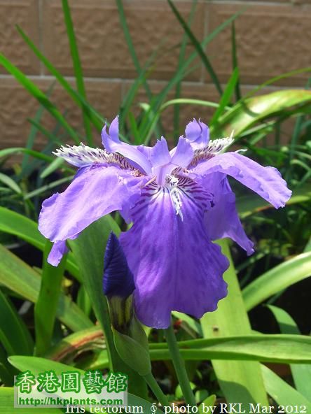 Iris tectorum.jpg