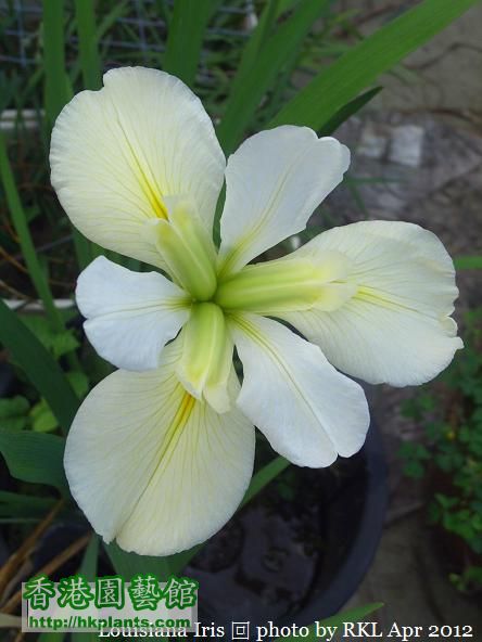 Louisiana Iris  white.jpg