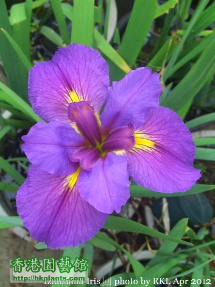 Louisiana Iris  purple.jpg