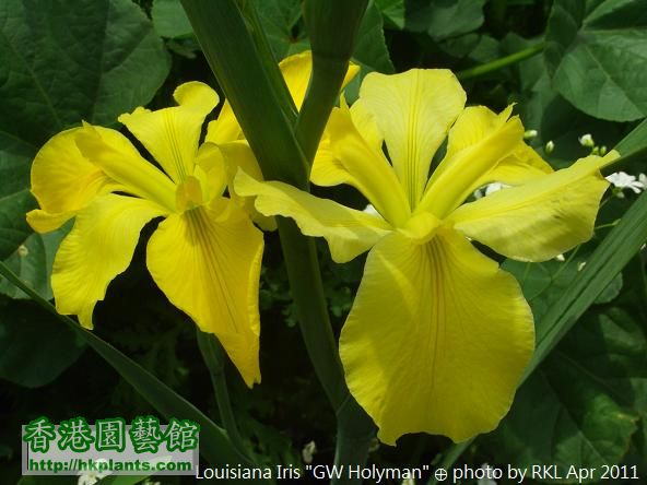 Louisiana Iris GW Holyman.jpg