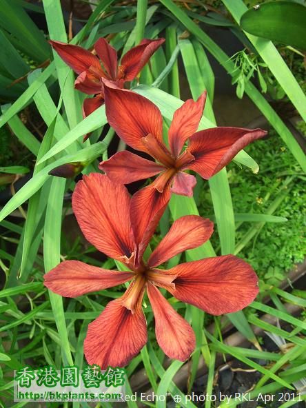 Louisiana Iris    Red Echo.jpg