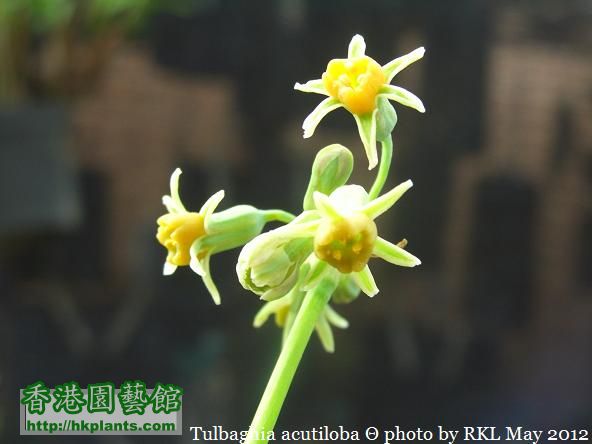 Tulbaghia acutiloba.jpg