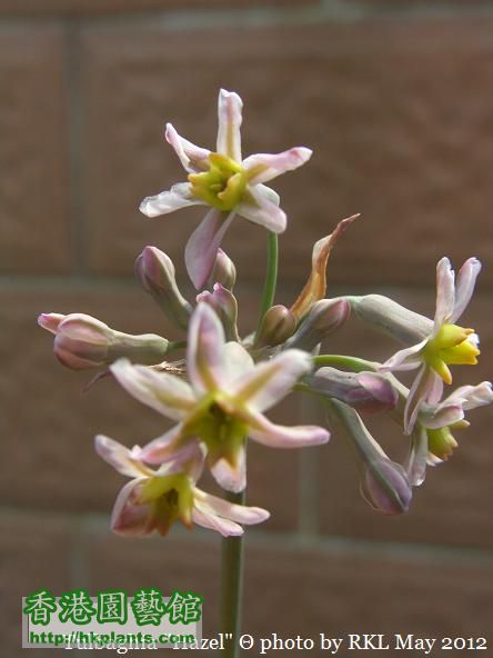 Tulbaghia  Hazel.jpg