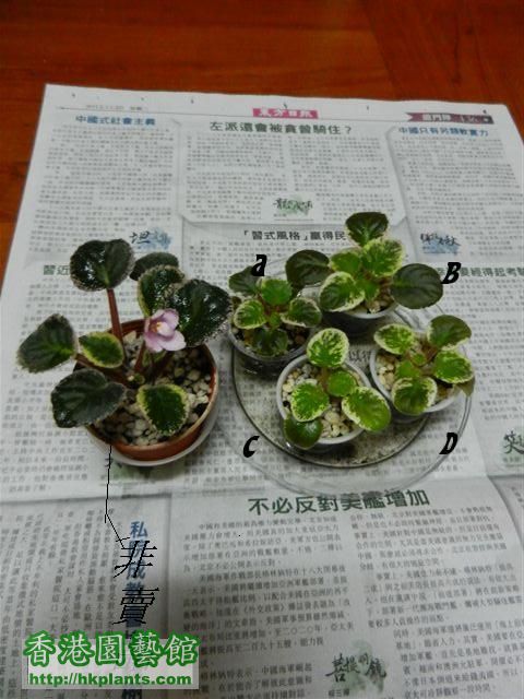 植株