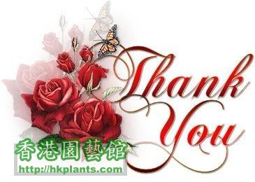 501030kkfslwz3p1RedRosesThankYou-1.jpg