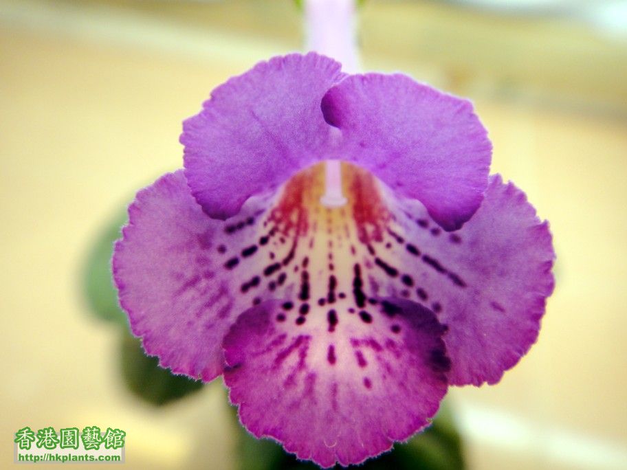 S. HCY\\\'s Purple Mist -a 11 Dec 2012.jpg