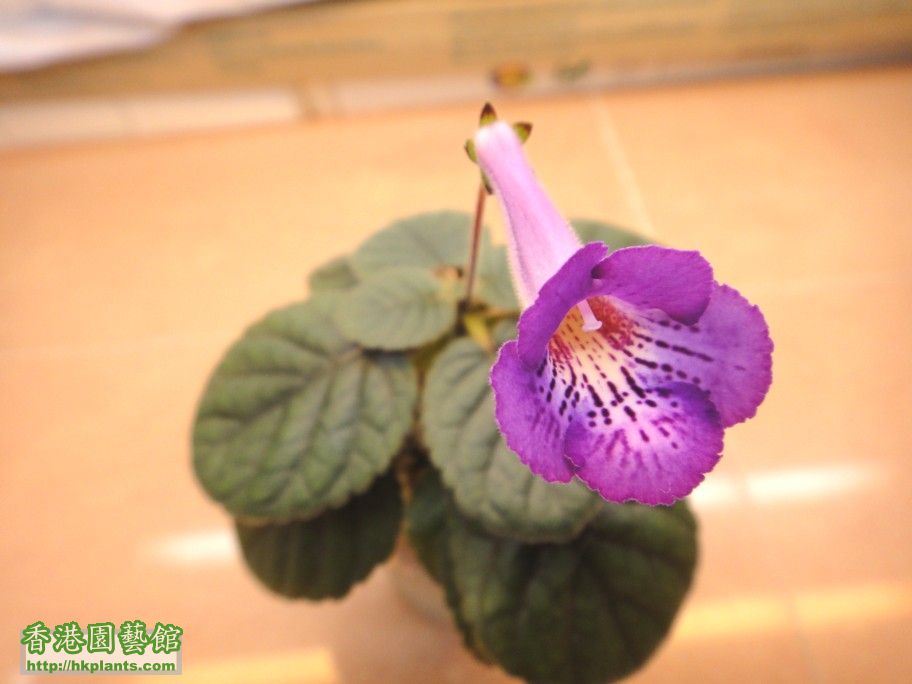 S. HCY\\\'s Purple Mist -b 11 Dec 2012.jpg