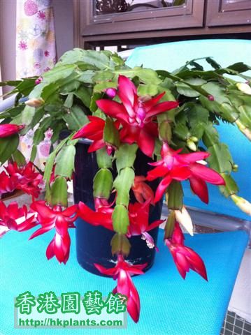 Xmas Cactus-2 (Small).JPG