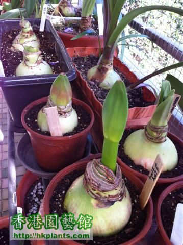 all amaryllis (Small).JPG