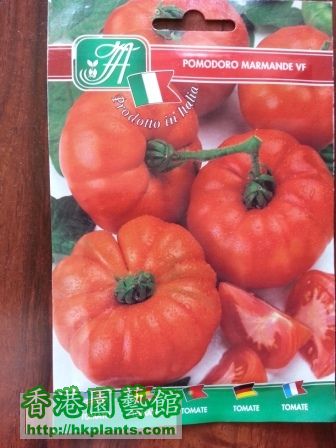 Pomodoro Marmande VF.jpg