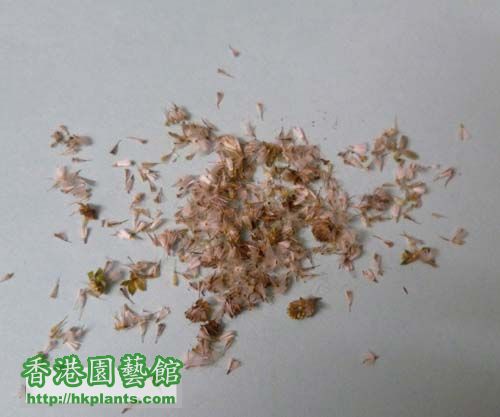 euphorbioides seed