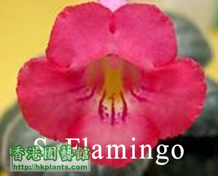 S. Flamingo2.jpg