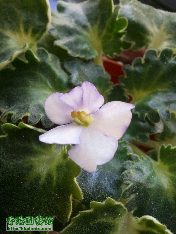 紫邊白花，少女葉