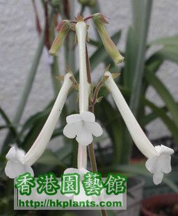 岩桐-白香岩 Sinn. Tubiflora.jpg