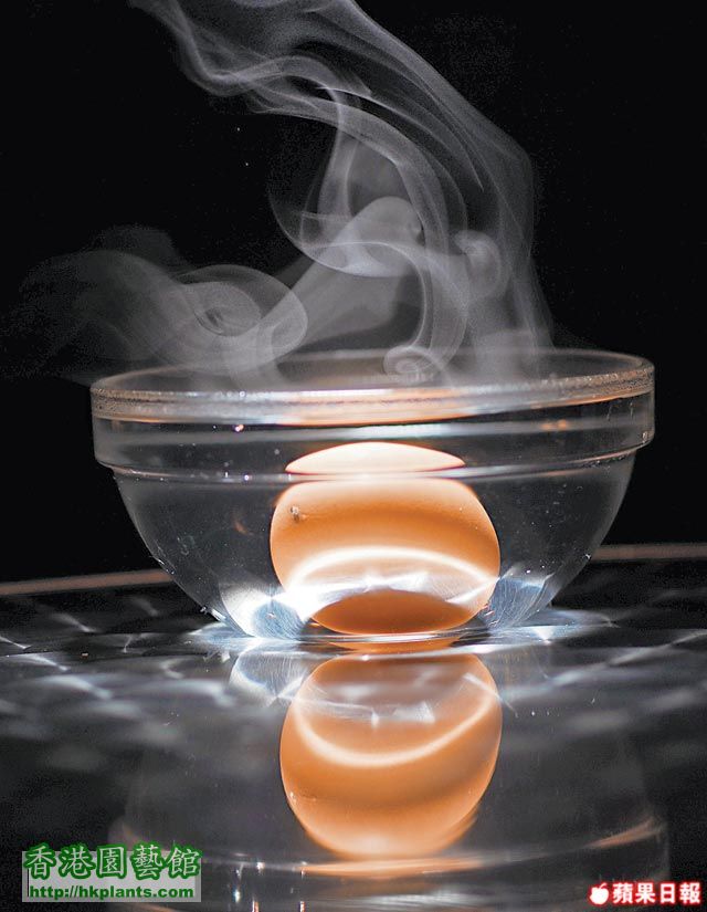 Boiledl Egg.jpg