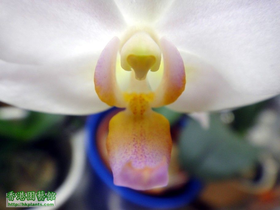 Phal. Hybrid 16-b 22 Jan 2013.jpg