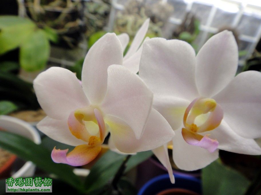 Phal. Hybrid 16-e 22 Jan 2013.jpg