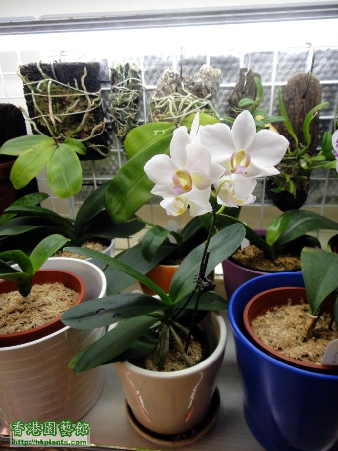 Phal. Hybrid 16-g 22 Jan 2013.jpg