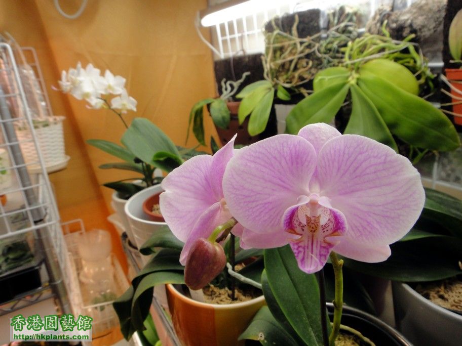 Phal. Hybrid 20-c 22 Jan 2013.jpg