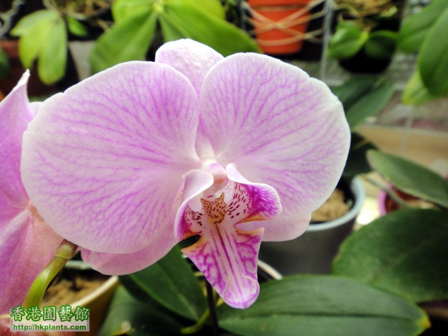 Phal. Hybrid 20-d 22 Jan 2013.jpg