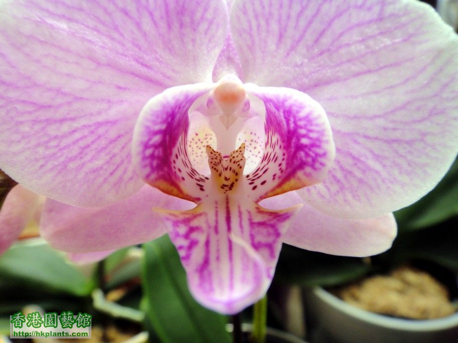 Phal. Hybrid 20-e 22 Jan 2013.jpg