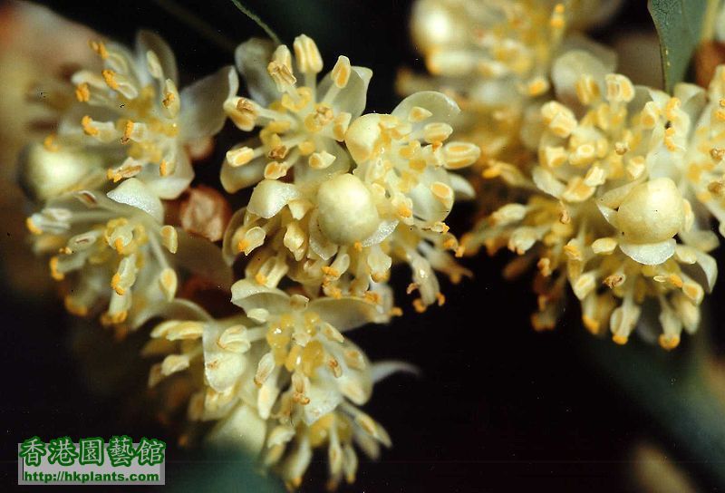 800px-LaurusNobilisFleurs.jpg