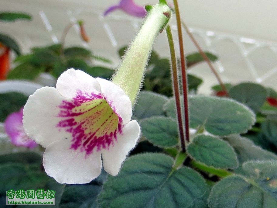 S. Lilian Liu Hybrid(1-white) -b 26 Jan 2013.jpg