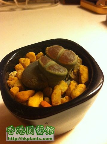 lithops3(reduced).jpg