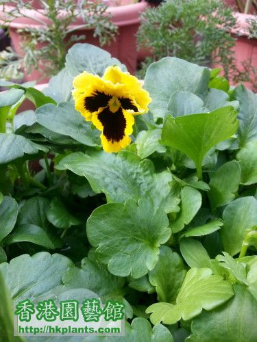 Royalfleur yellow pansy