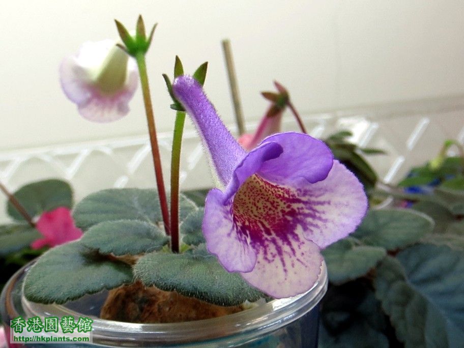 S. Ozark Blue Popcorn -c 3 Feb 2013.jpg