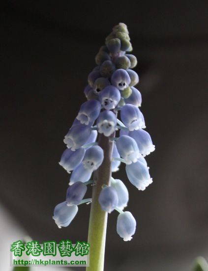 grape_hyacinth02.jpg