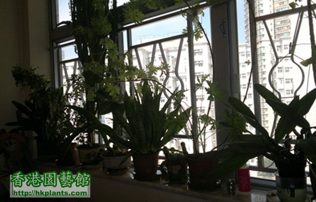 24B窗台種的植物
