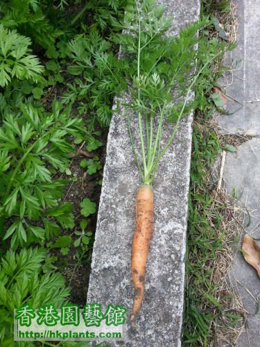 carrot070001.jpg